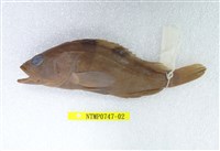 藏品(擬青石斑魚)的圖片